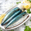 Frozen Mackerel Fillets